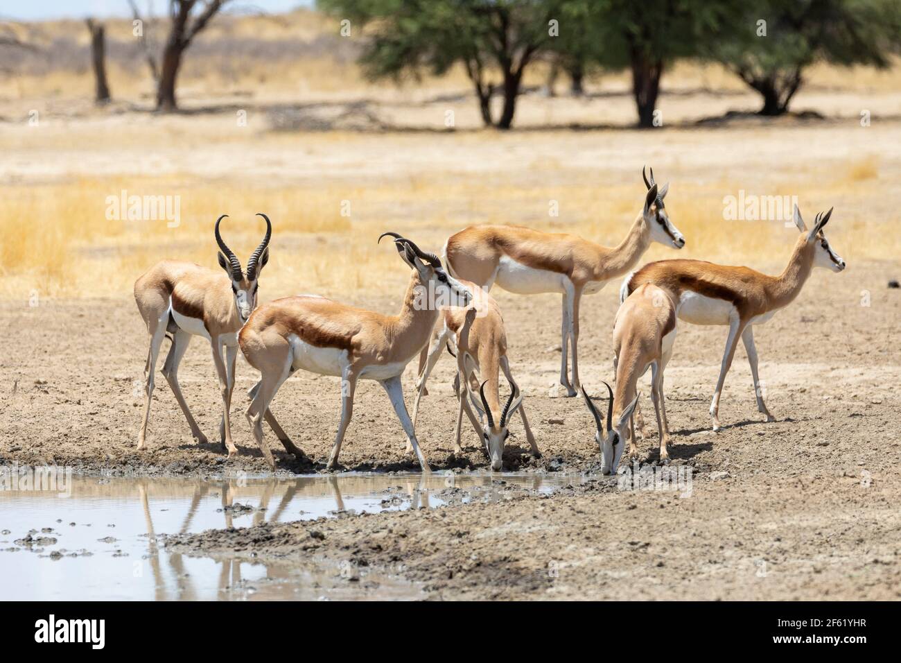Troupeau de Springbok ou Springbuck (Antidorcas marsupialis) avec des veaux au trou d'eau, parc transfrontalier Kgalagadi, Kalahari, Cap Nord, Afrique du Sud Banque D'Images