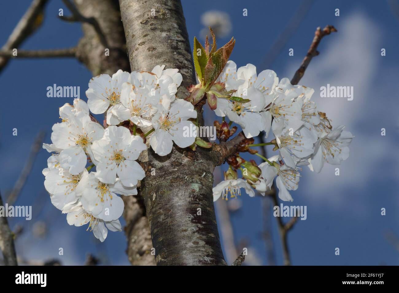 vue rapprochée des cerisiers en fleurs d'une branche contre le fond bleu ciel Banque D'Images