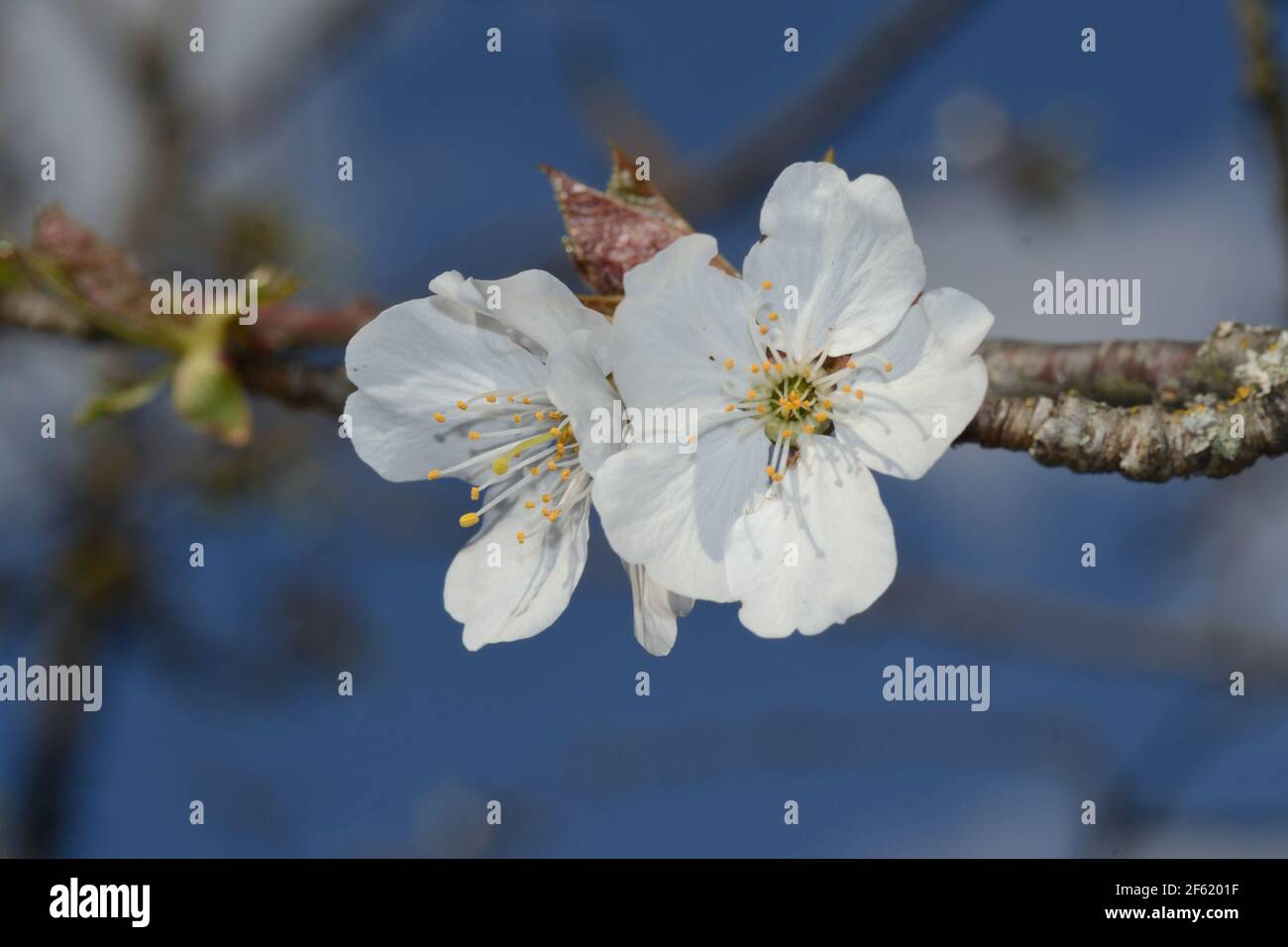vue rapprochée des cerisiers en fleurs d'une branche contre le fond bleu ciel Banque D'Images