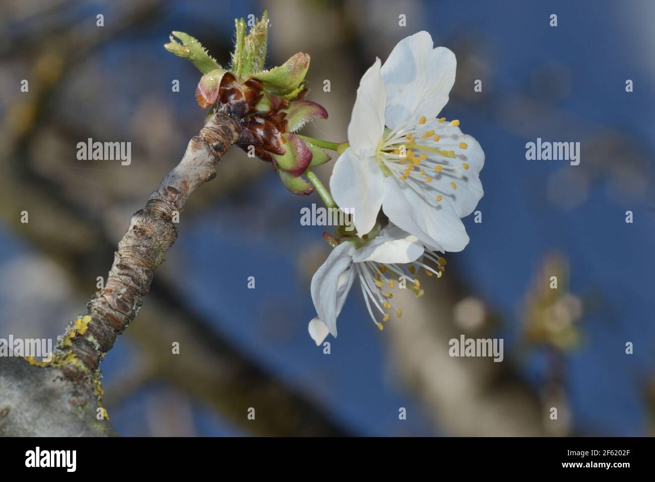 vue rapprochée des cerisiers en fleurs d'une branche contre le fond bleu ciel Banque D'Images