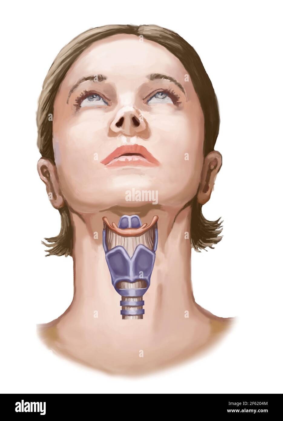 Larynx Banque D'Images