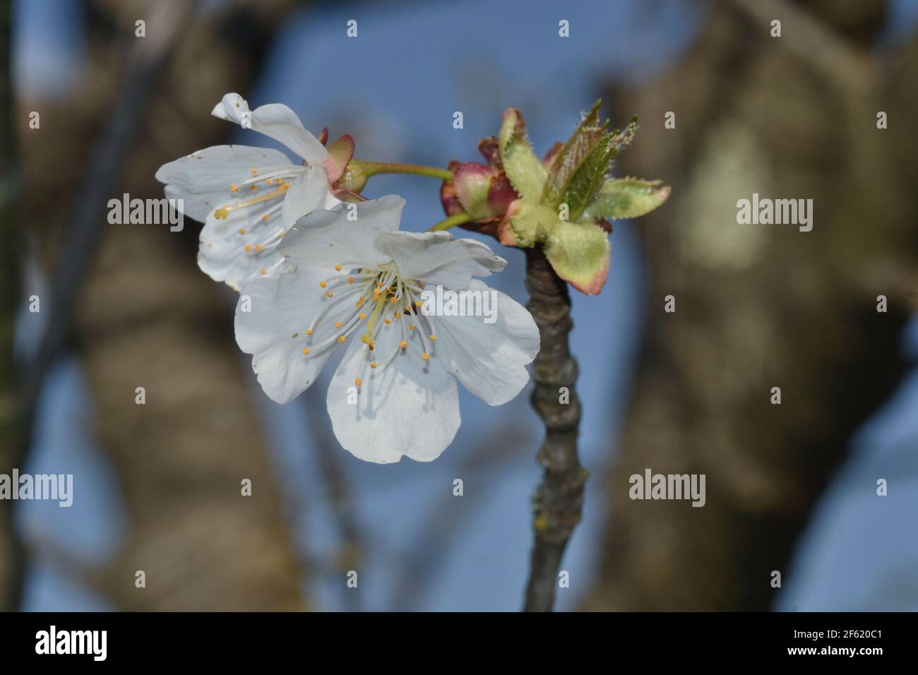 vue rapprochée des cerisiers en fleurs d'une branche contre le fond bleu ciel Banque D'Images