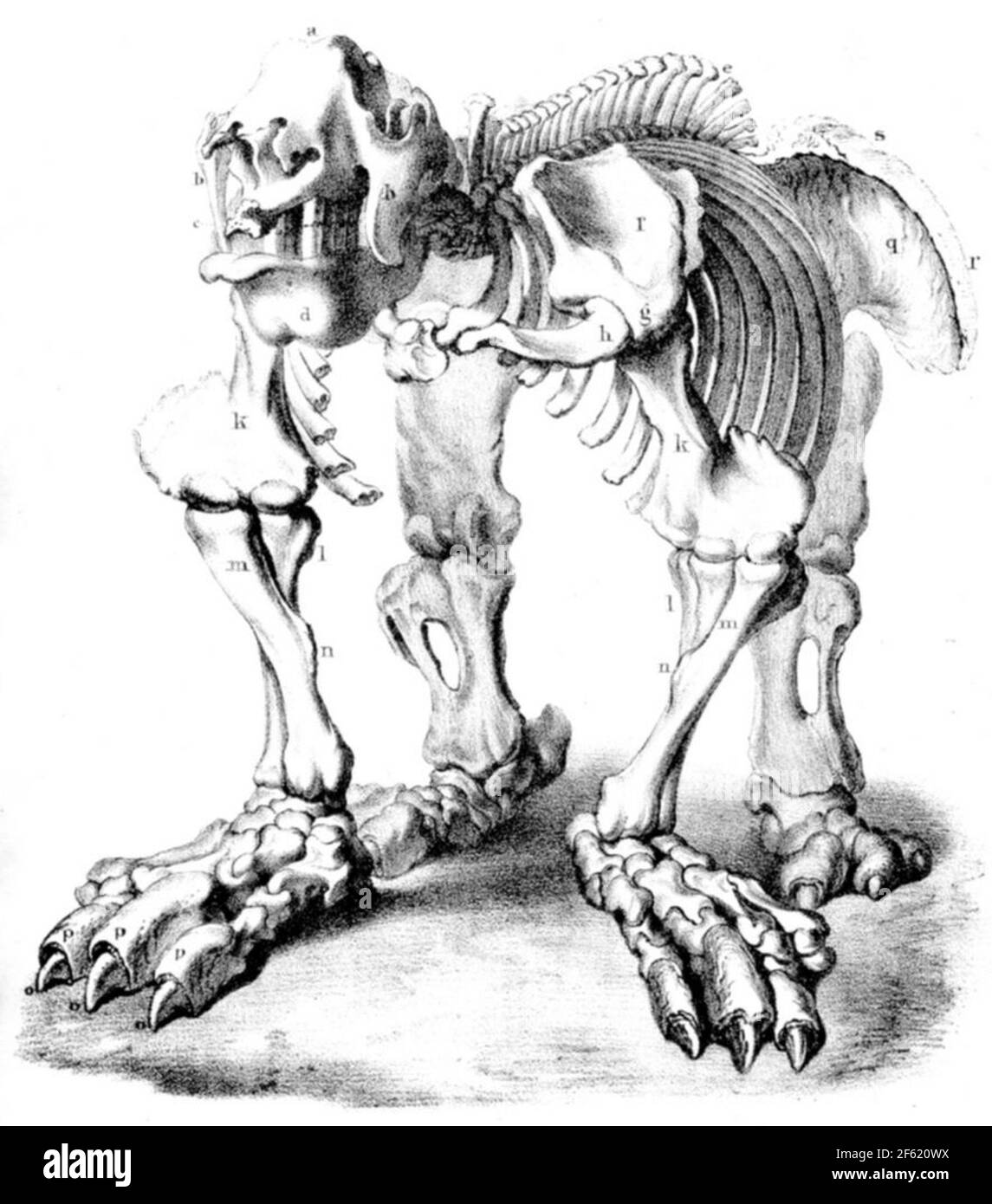 Megatherium, mammifères du cénozoïque Banque D'Images