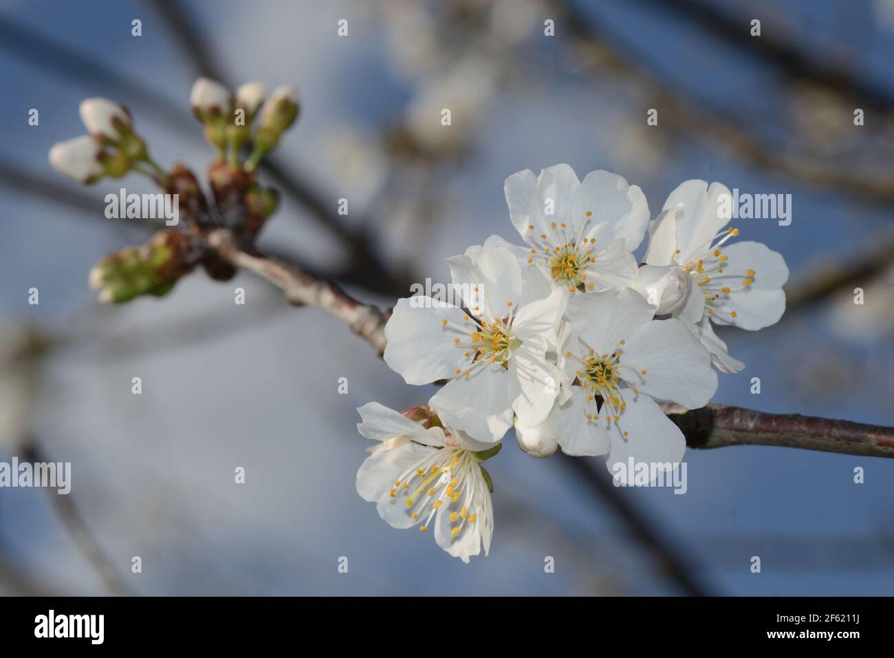 vue rapprochée des cerisiers en fleurs d'une branche contre le fond bleu ciel Banque D'Images