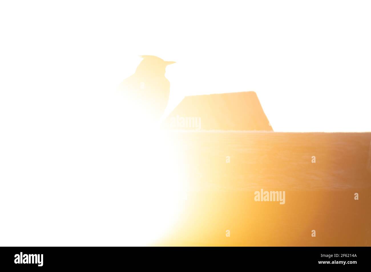 La silhouette d'une larche à crête (Galerida cristata) perchée devant le soleil levant le matin. Banque D'Images