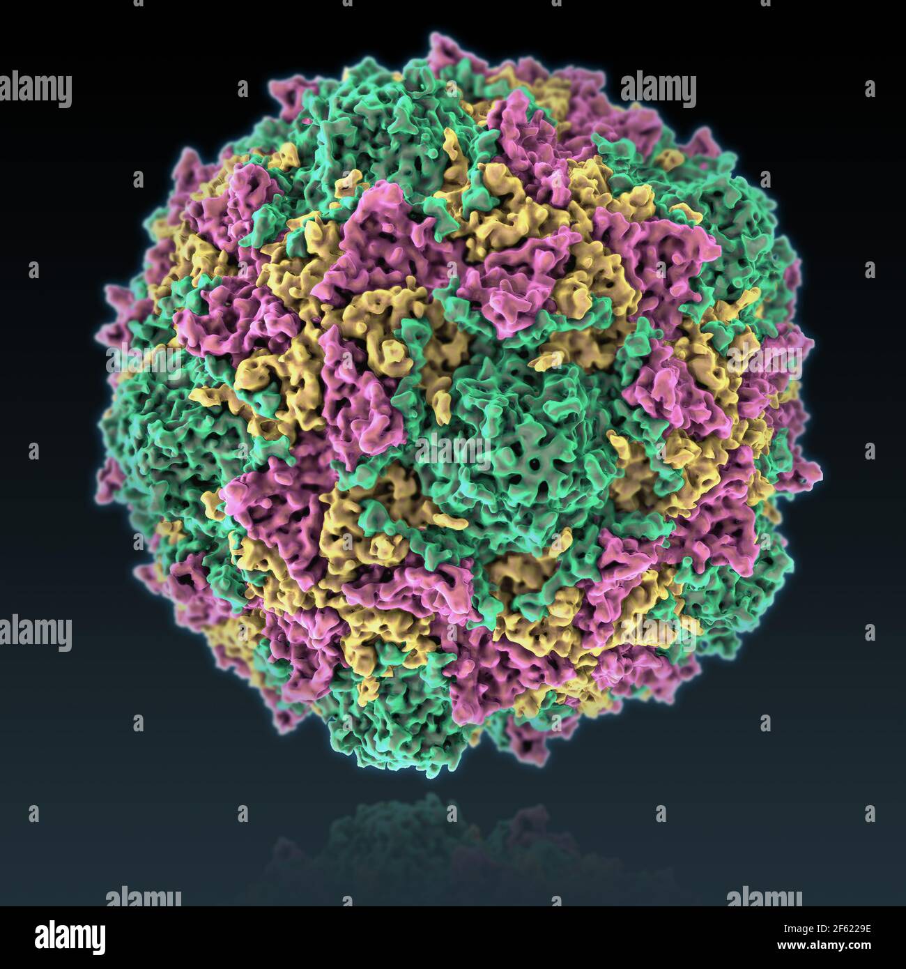 Poliovirus Banque D'Images