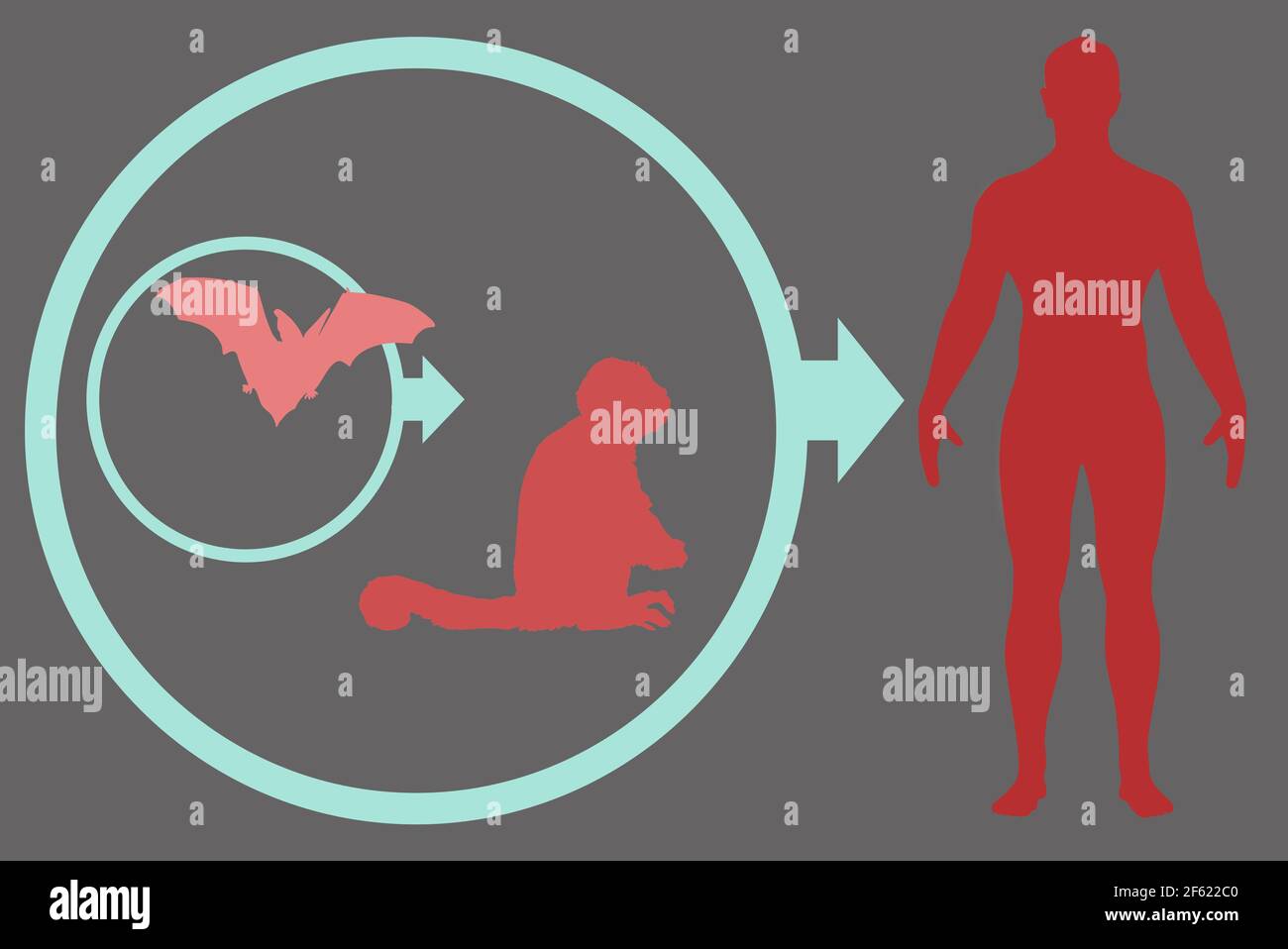 Virus Ebola, transmission des animaux à l'homme Banque D'Images