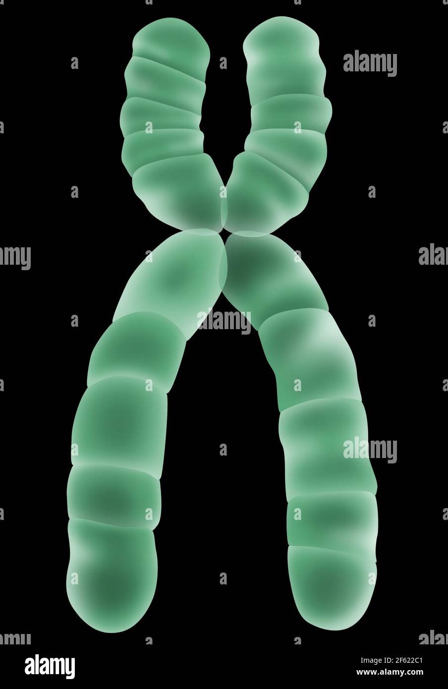 Chromosome X, illustration Banque D'Images