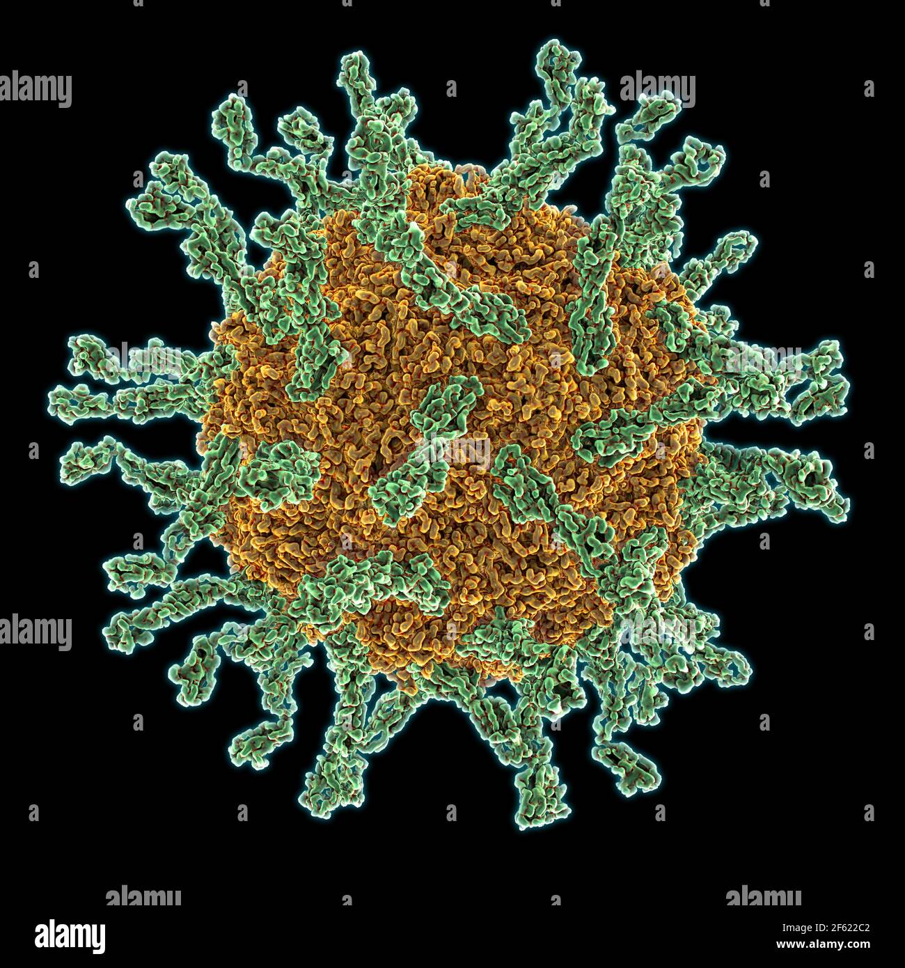 Poliovirus de type I Banque D'Images