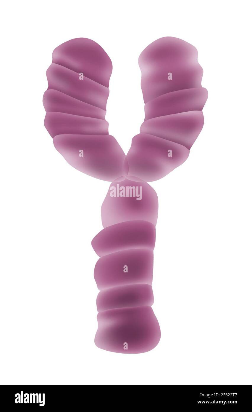 Chromosome y, illustration Banque D'Images