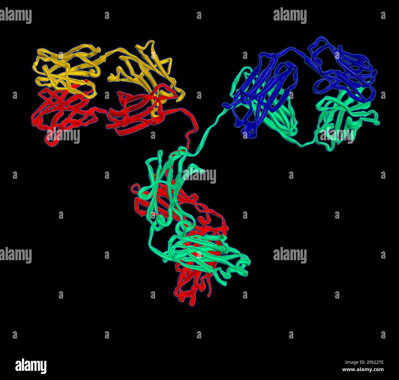 Anticorps, modèle moléculaire Banque D'Images