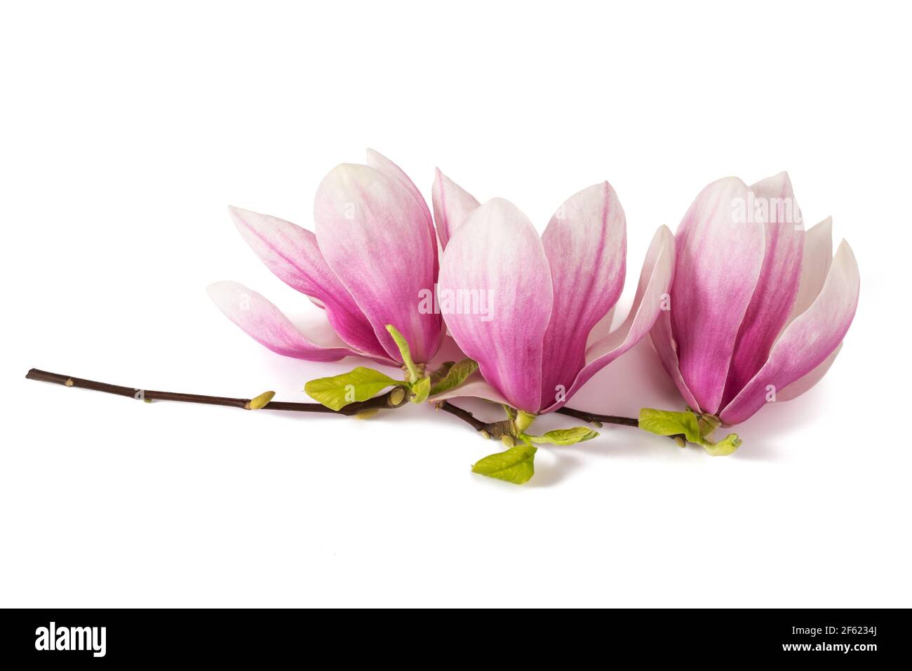 Belles fleurs de Magnolia rose isolées sur blanc Banque D'Images