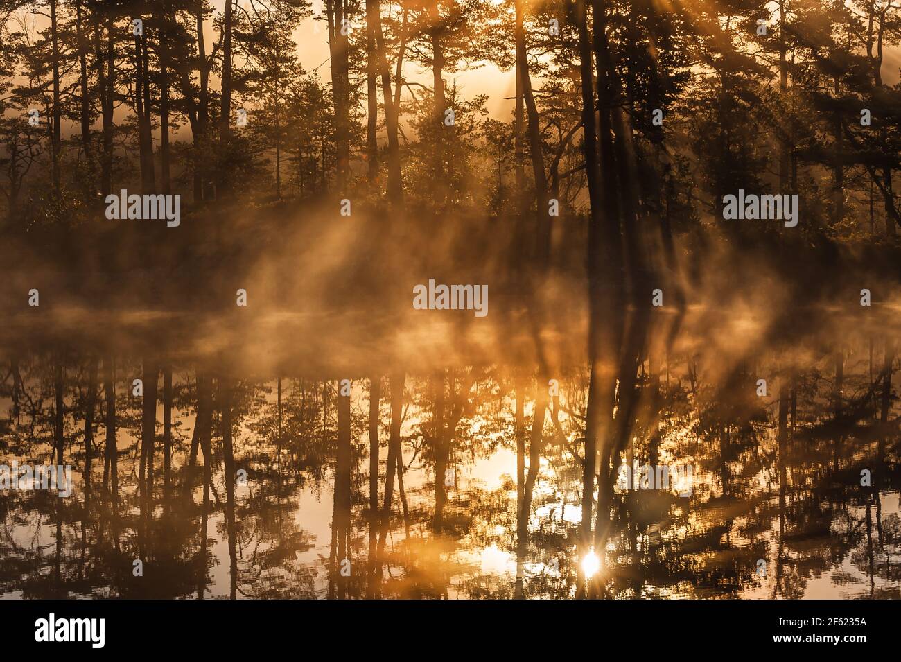 Un lever de soleil époustouflant à travers les arbres et réfléchi sur le lac STILL Banque D'Images
