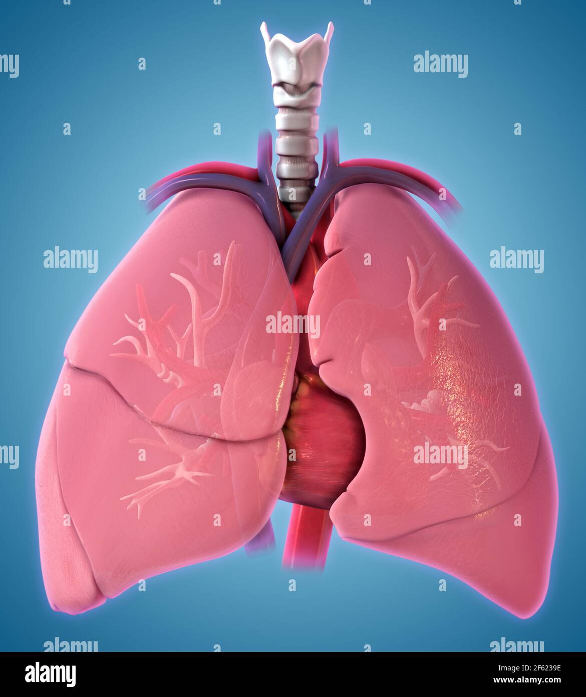 Cœur humain, illustration Banque D'Images