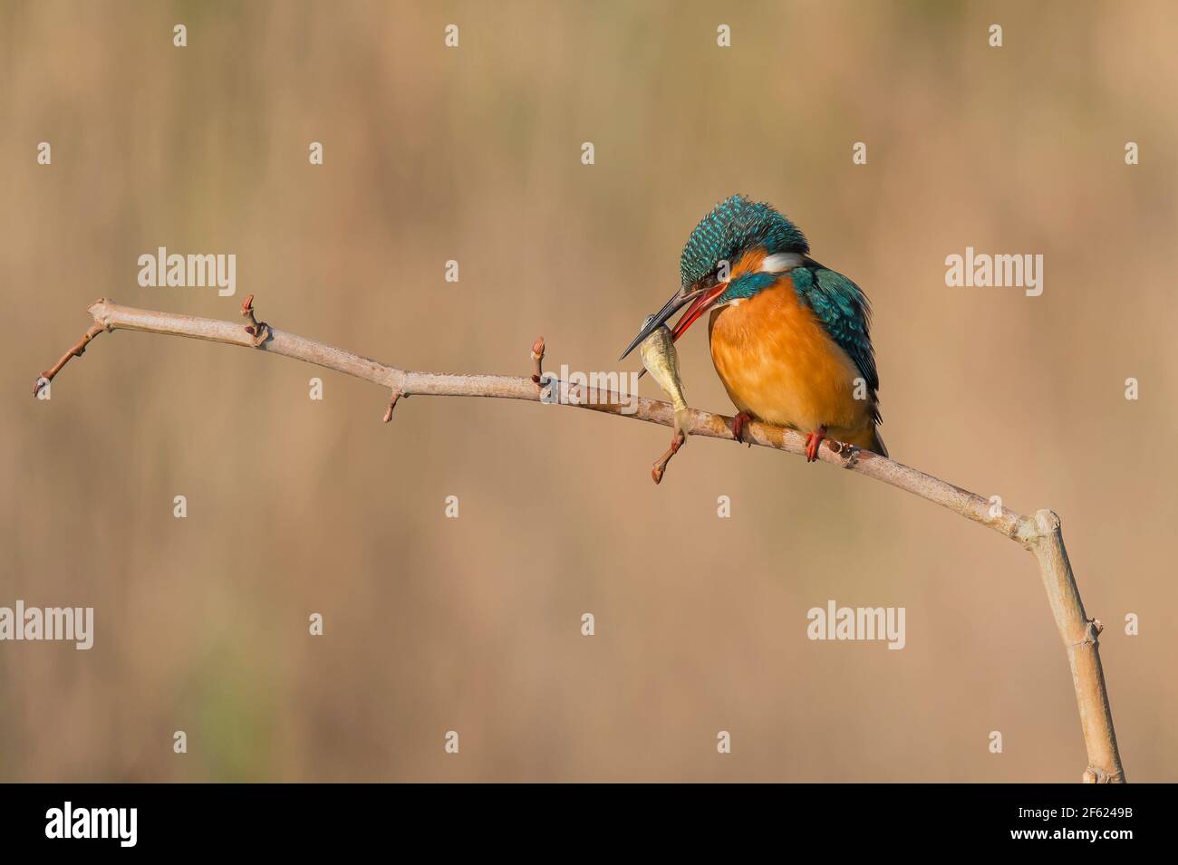 Alcedo attelle Kingfisher Banque D'Images