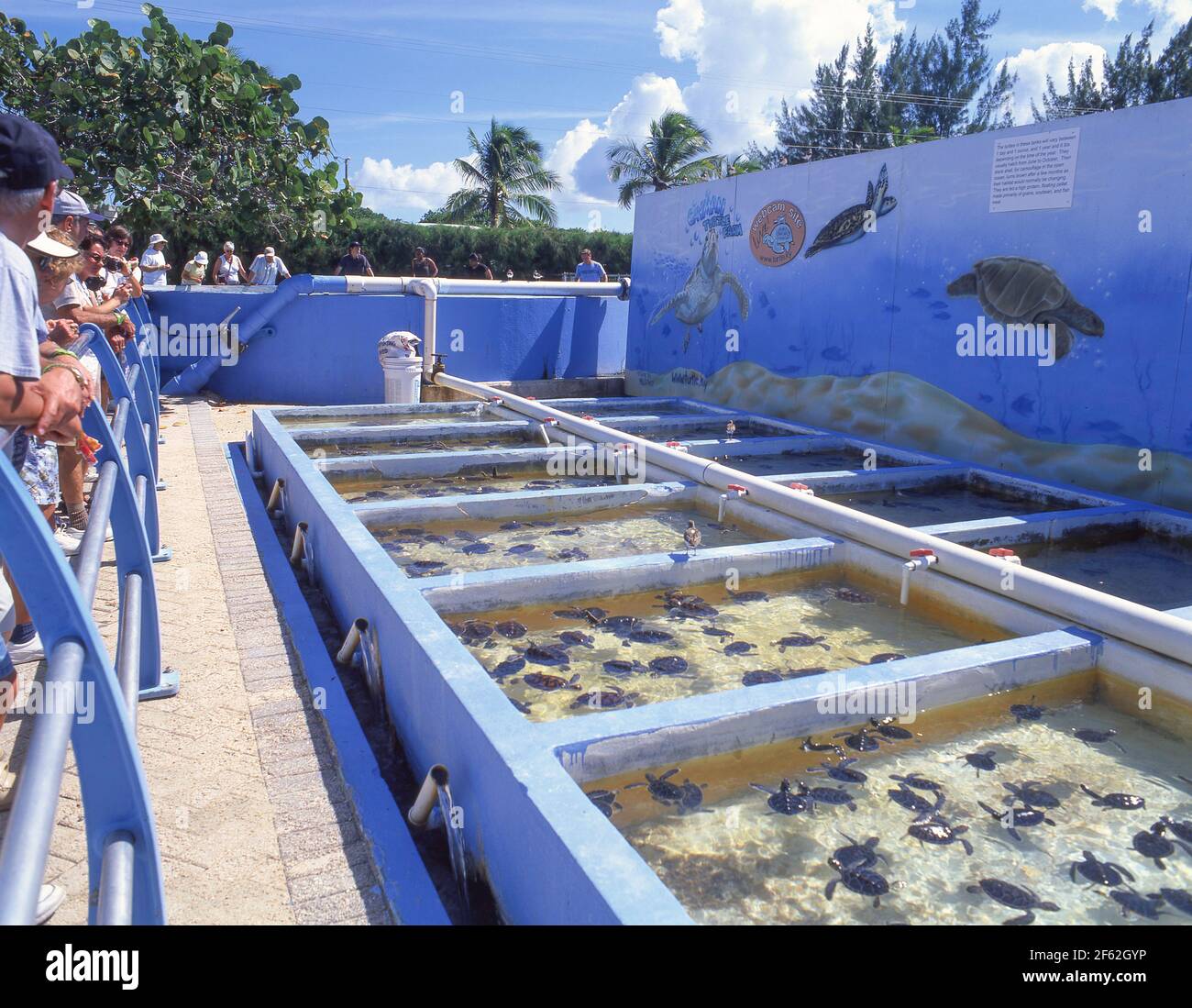 Piscines d'élevage à Cayman Turtle Farm, West Bay, les îles Caïmans, Antilles, Caraïbes Banque D'Images