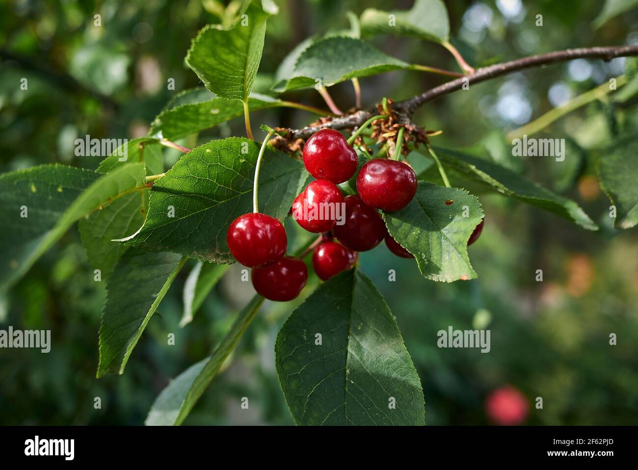 La branche de Prunus cerasus est proche des cerises acides Banque D'Images