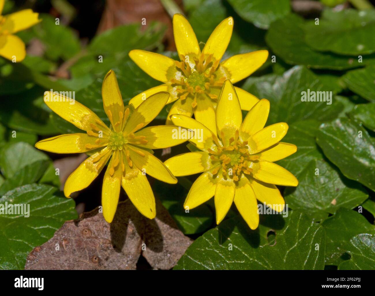 Gros plan de trois fleurs jaunes du petit celandin, une belle fleur jaune au début du printemps Banque D'Images