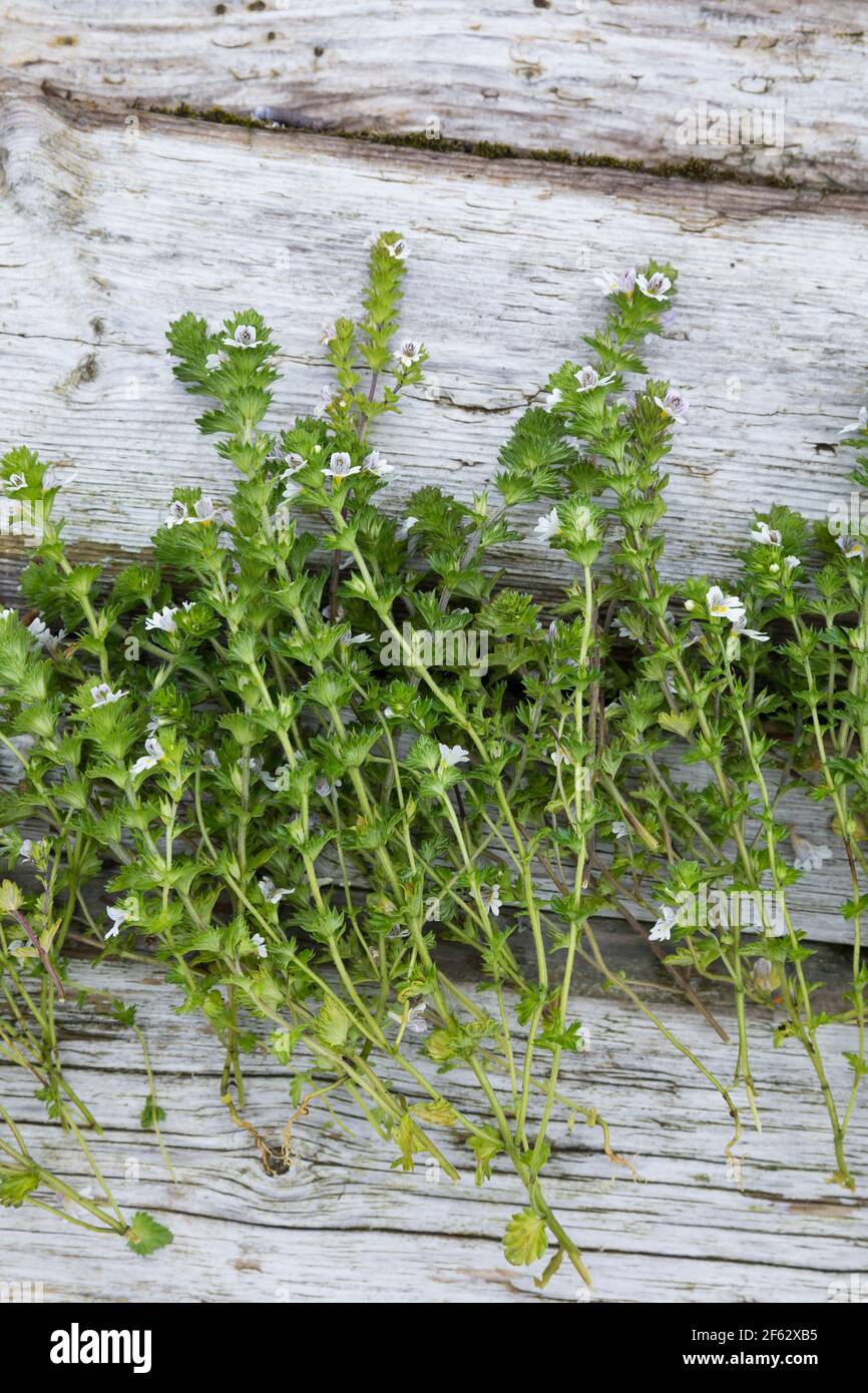 Augentrost, Kräuterernte, Kräuter sammeln, Euphrasia spec., eyebright, Färöer, Färöer-Inseln, Färöer Inseln, Féroé, Iles Féroé, Les Îles Féroé Banque D'Images