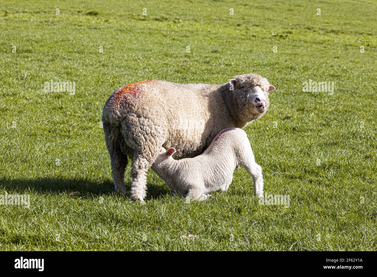 Un mouton suce son agneau dans le village de Cotswold de Middle Duntisbourne, Gloucestershire, Royaume-Uni Banque D'Images