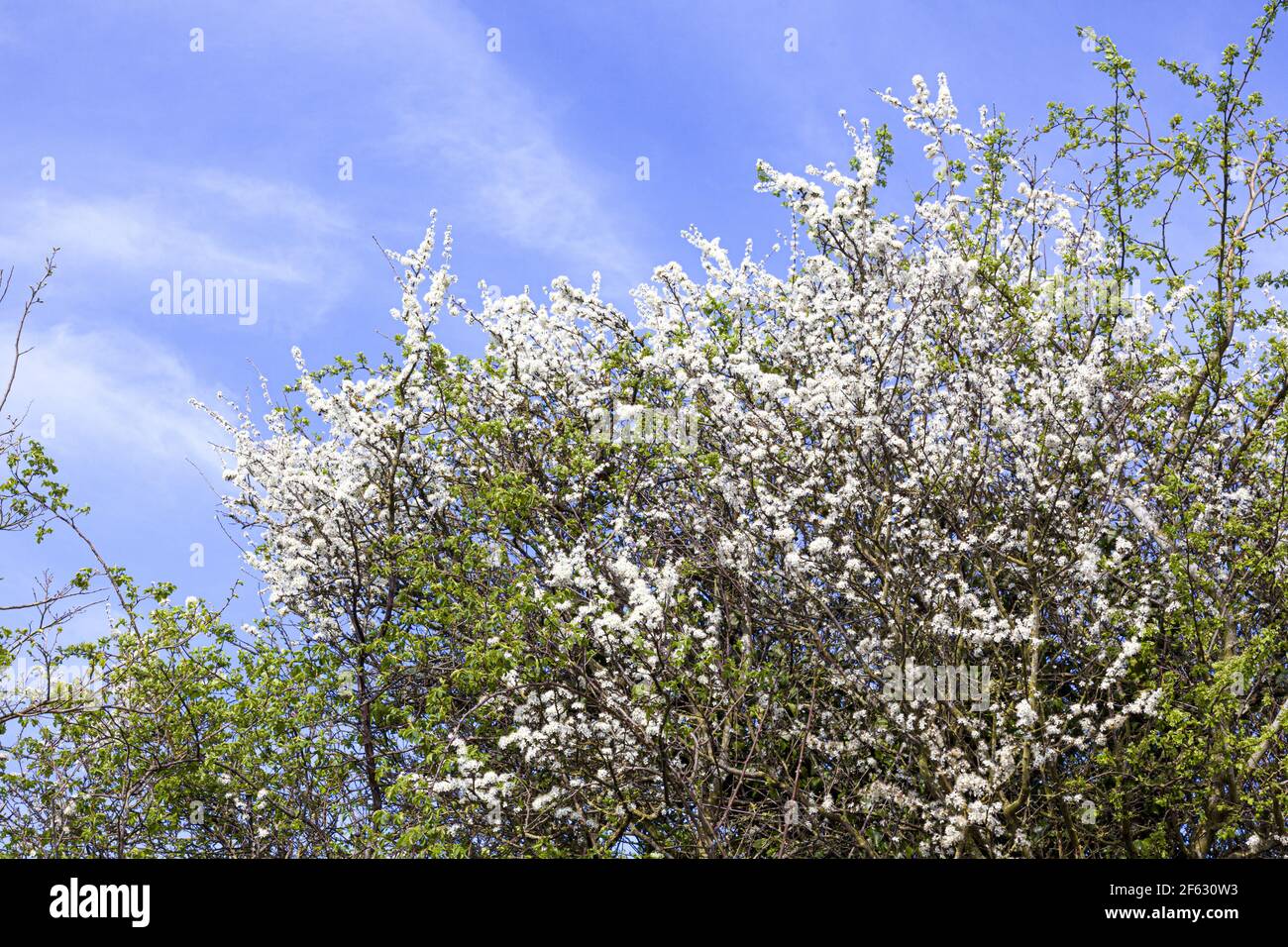 Fleurs de Blackthorn (Prunus spinosa ou arbre à sloe) au début du printemps sur les Cotswolds près de Buckland, Gloucestershire, Royaume-Uni Banque D'Images