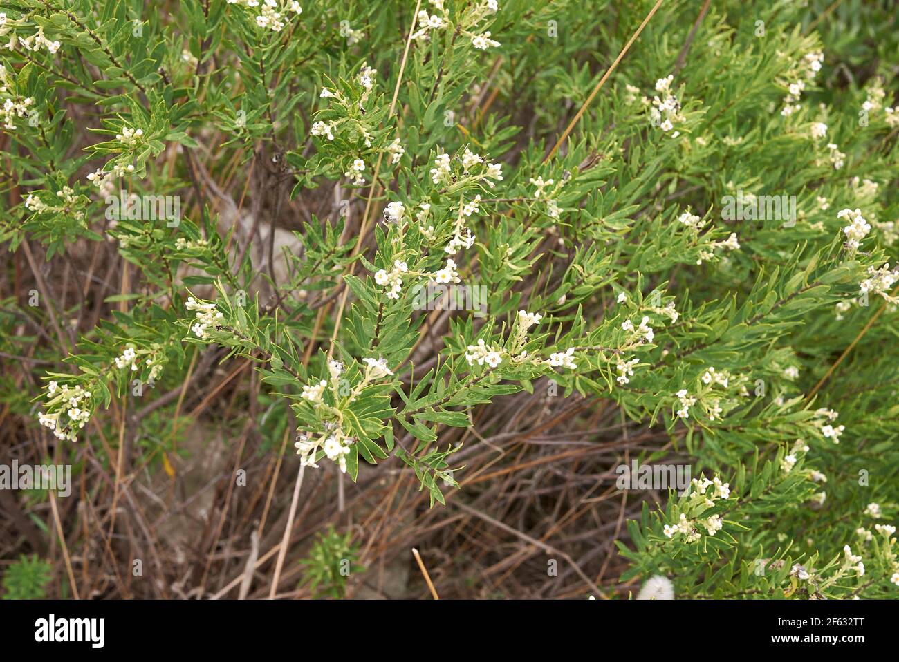 Daphne gnidium plante en fleur Banque D'Images