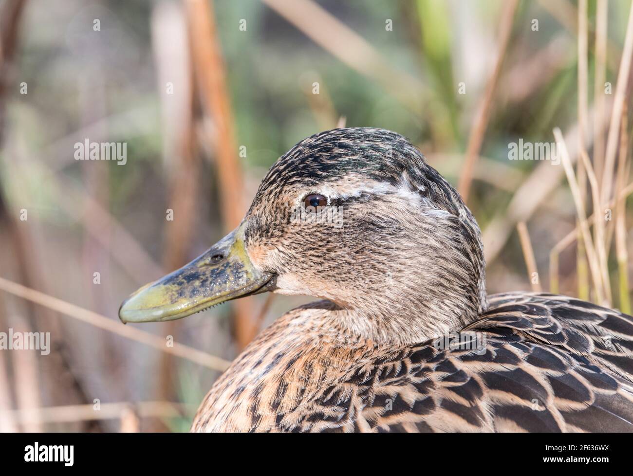 Portrait d'une femelle Mallard (Anas platyrhyncos) Banque D'Images