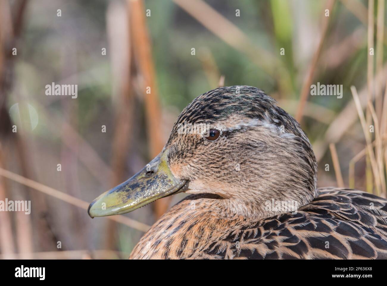 Portrait d'une femelle Mallard (Anas platyrhyncos) Banque D'Images