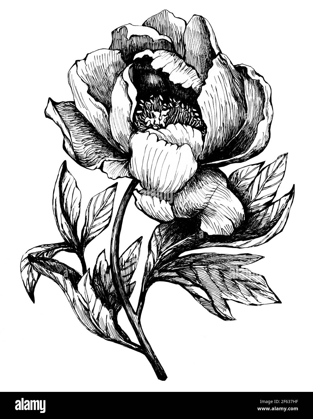 La branche de la pivoine à fleurs (pivoines, pivoines, paeonia), isolée sur fond blanc. Illustration graphique dessinée à la main. Banque D'Images