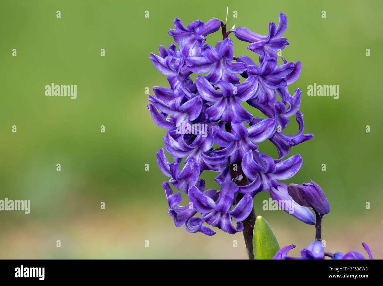 Gros plan d'une jacinthe commune violette (jacinthus orientalis) fleur en  fleur Photo Stock - Alamy