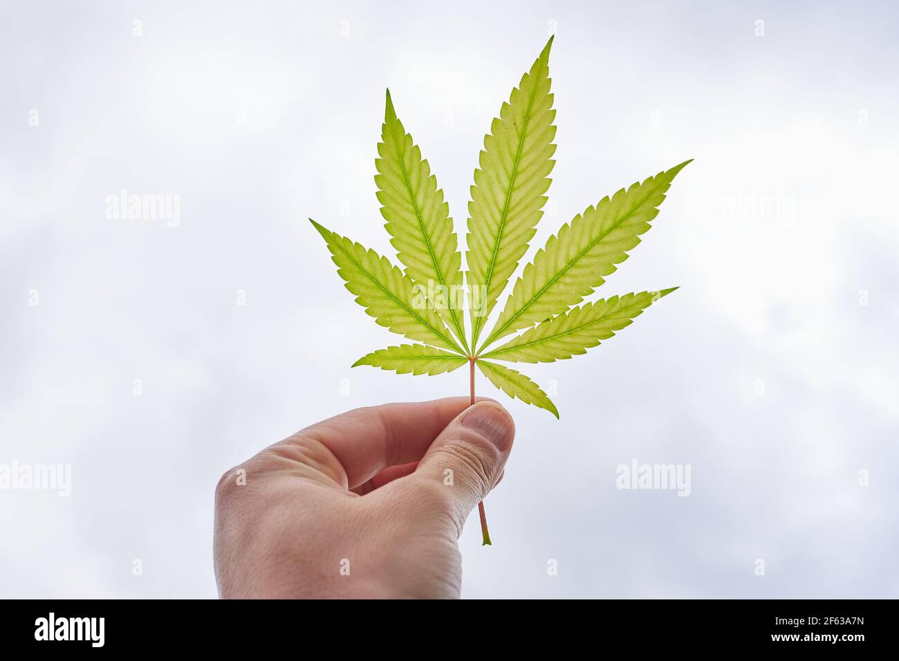 Main d'homme tenant une feuille de cannabis vers le ciel bleu avec des nuages blancs, plante gros plan, marijuana Banque D'Images
