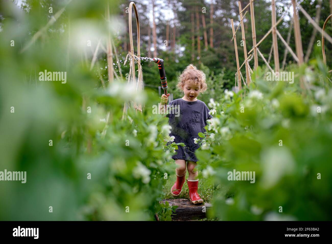 Portrait d'une petite fille marchant dans un jardin potager, mode de vie durable. Banque D'Images