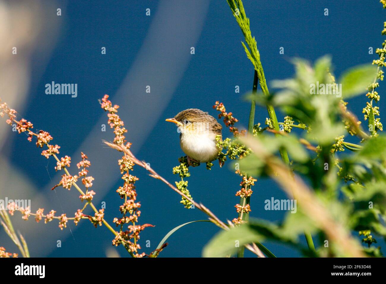 Le Fantail (Cisticola joncidis) est un petit oiseau de la famille des Parulers. Banque D'Images