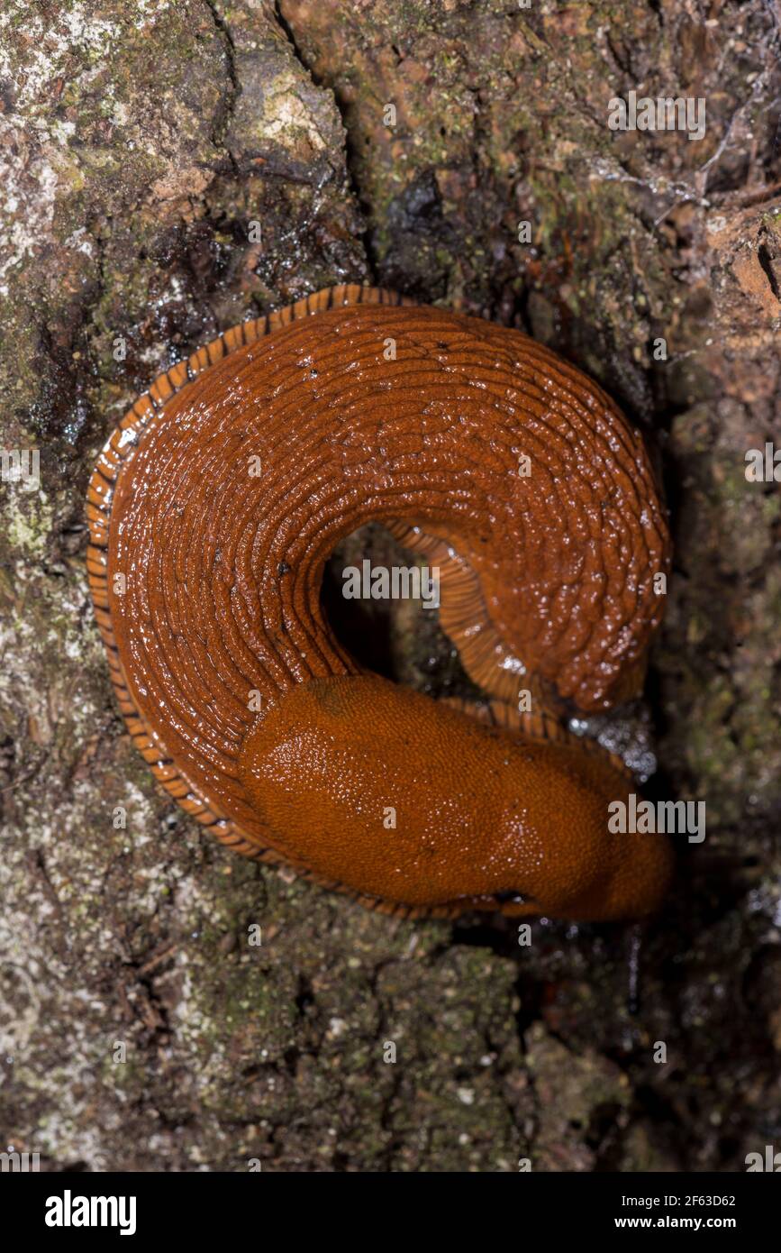 Slug rouge (Arion rufus) sur le Rocher Banque D'Images