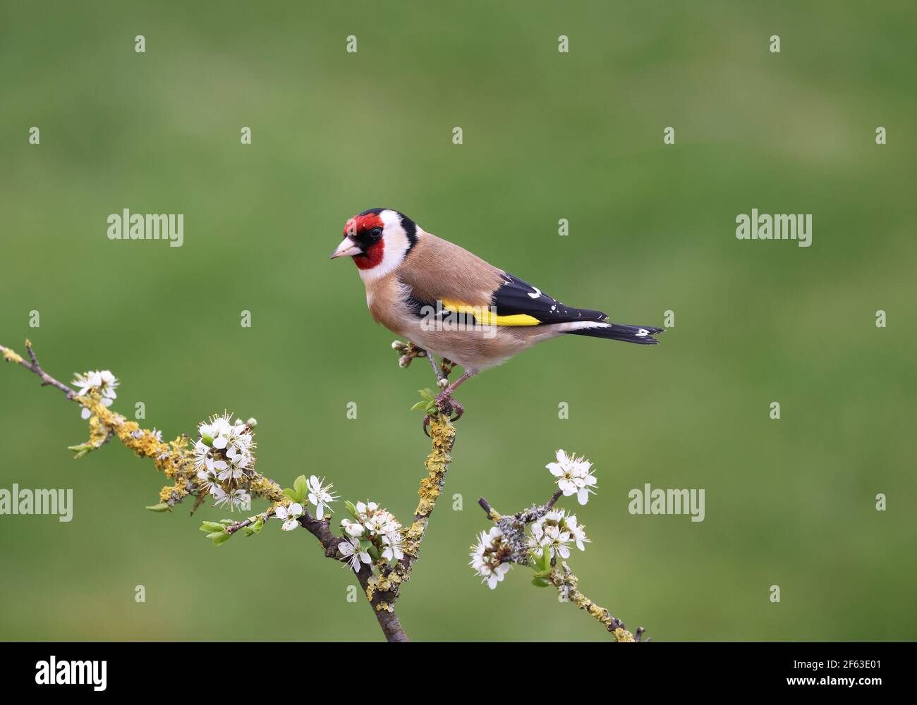 European Goldfinch, Carduelis Carduelis, en hiver.Pays de Galles du centre Royaume-Uni Banque D'Images