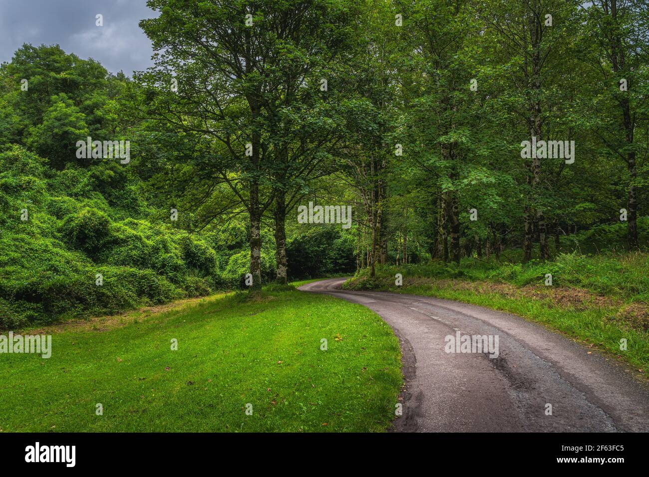 Route sinueuse menant à travers la forêt verte vive jusqu'aux vieilles ruines de l'abbaye de Muckross, Killarney, anneau de Kerry, Irlande Banque D'Images