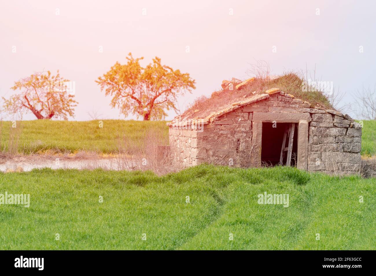 abandonnèrent la cabane en pierre d'un fermier dans un champ de céréales vertes avec deux amandiers Banque D'Images