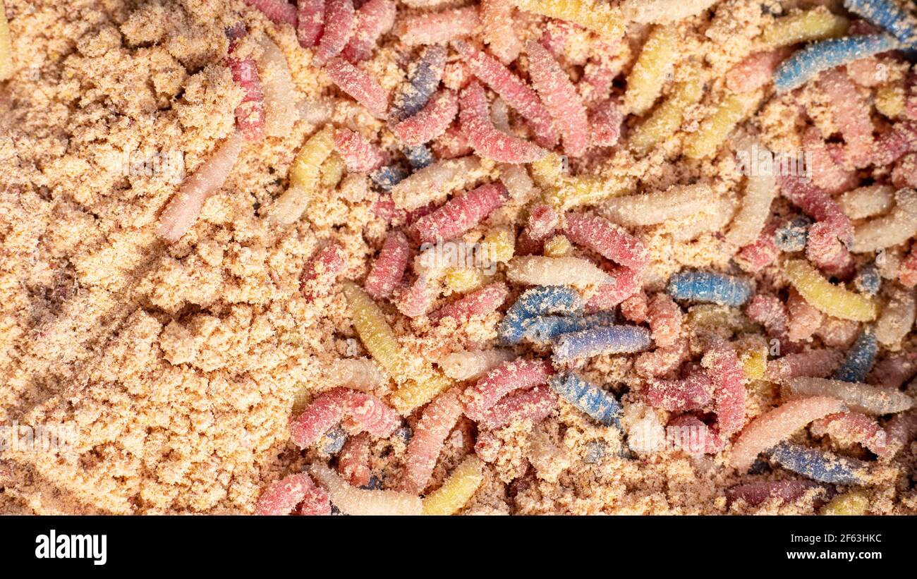 Des magrets multicolores comme appâts de pêche attendant dans la sciure Banque D'Images