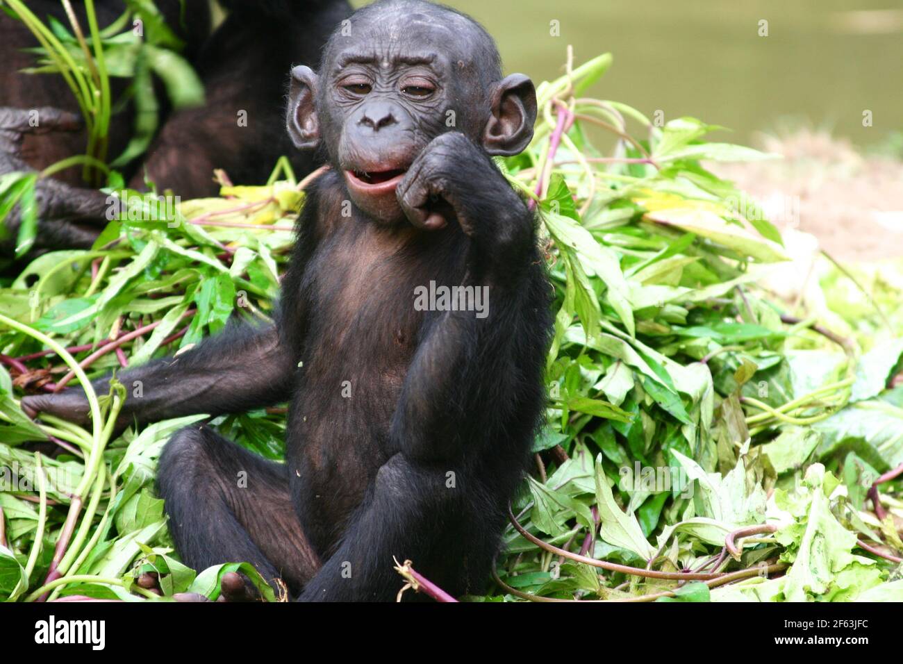 Portrait d'un bébé bonobo assis mangeant une brindille au sanctuaire lola ya bonobo près de kinshasa, République du Congo Banque D'Images