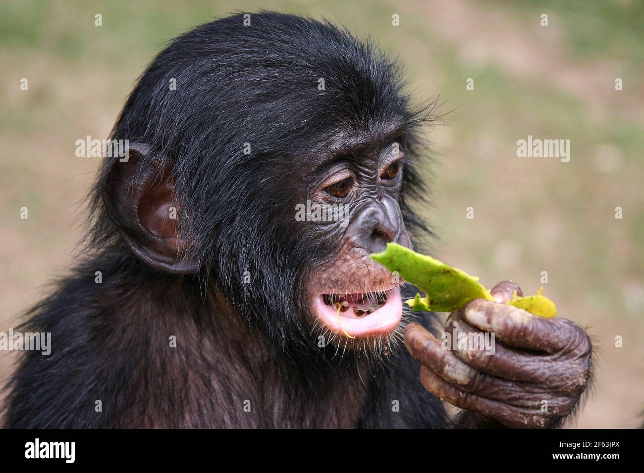 Portrait D Un Bebe Bonobo Mangeant Une Papaye Au Sanctuaire Lola Ya Bonobo Pres De Kinshasa Republique Du Congo Photo Stock Alamy