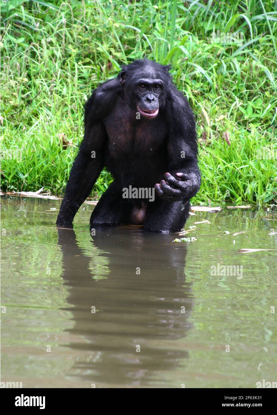 Bonobo standing Banque de photographies et d�??images ?� haute r?�solution - Alamy
