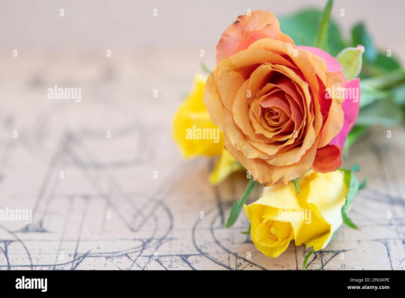 Roses jaune et rouge orange sur fond plat . Banque D'Images