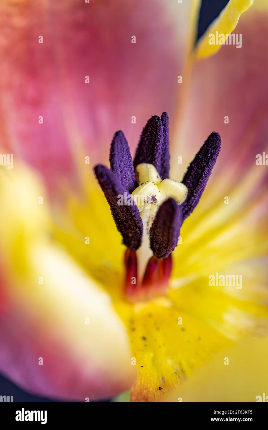 Macro photographie tulipe rose et jaune ouverte montrant, stigmate, pistils, anthère, pollen. Banque D'Images