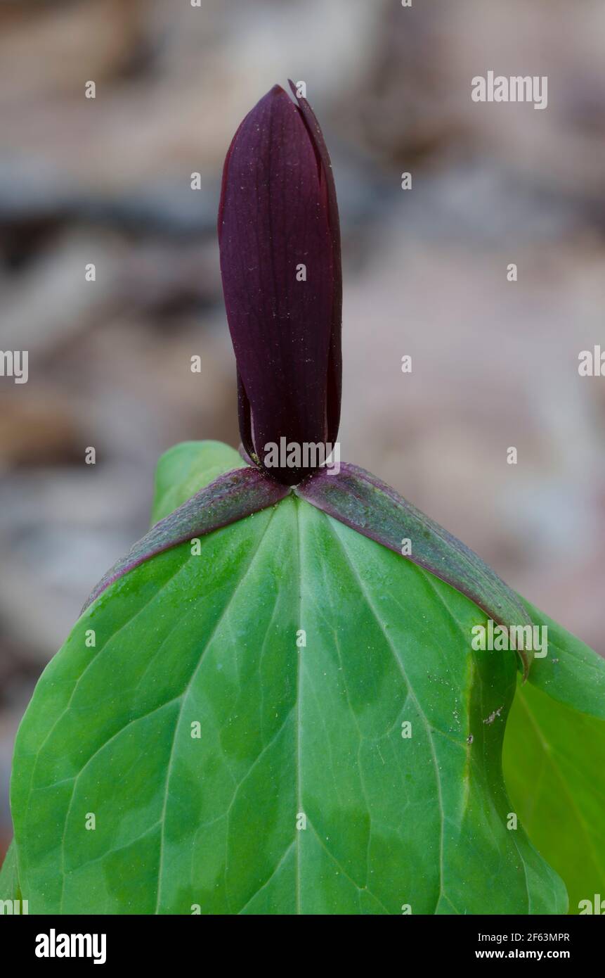 Tapertip Wakerobin, Trillium viridescens Banque D'Images