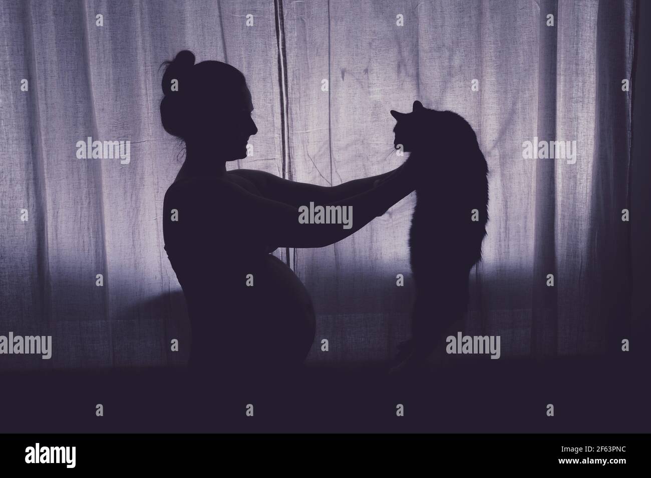 Une Femme Enceinte Tient Un Chat Dans Ses Bras Problemes Avec Les Animaux De Compagnie Pendant La Grossesse La Silhouette De La Future Mere A La Fenetre De Nuit Photo Stock