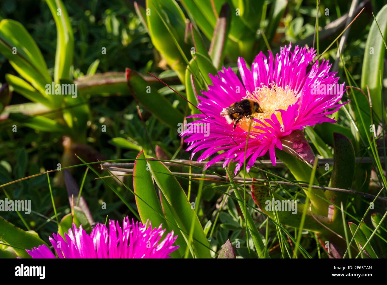 Abeille noire et jaune se nourrissant d'une fleur pourpre et jaune à Cantabrie, Espagne Banque D'Images