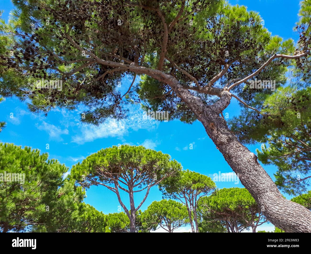 Pins verts et ciel bleu en été en Italie, vue à angle bas. Ambiance paisible de nature méditerranéenne avec bois de pin Banque D'Images