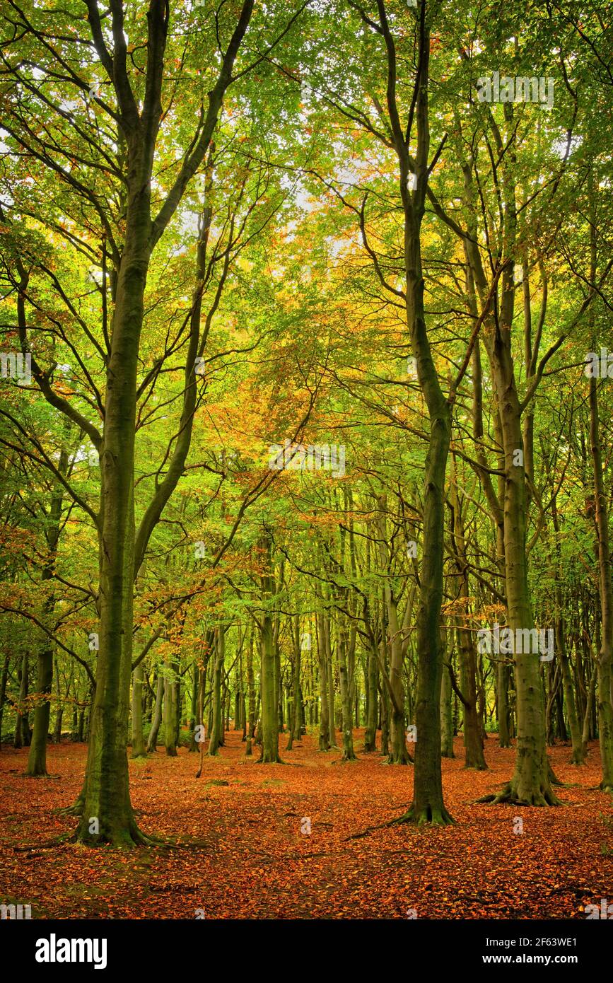 Royaume-Uni, Yorkshire du Sud, Barnsley, Wombwell Wood Banque D'Images