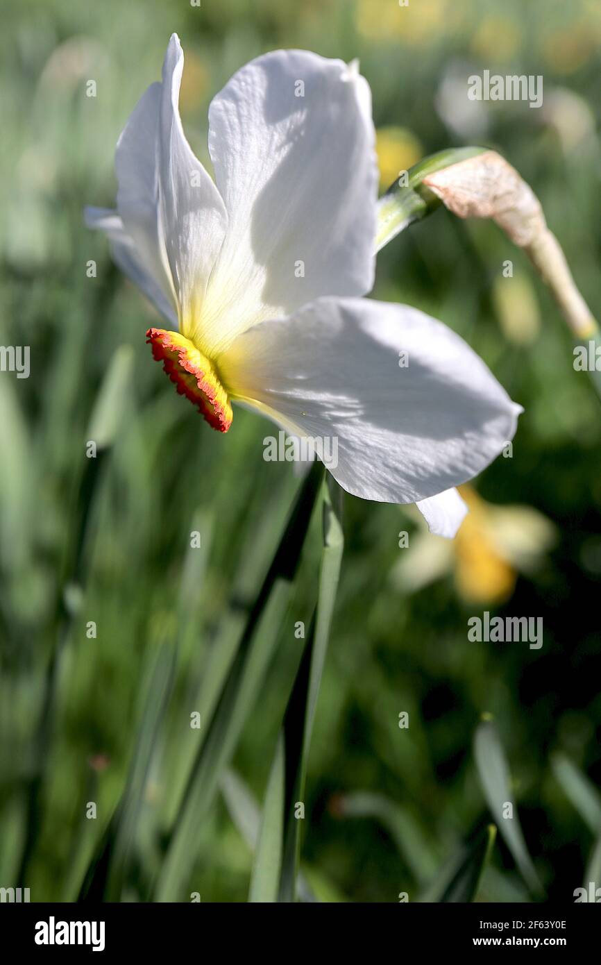 Narcisse Poeticus var. Recurvus Division 13 Nom botanique daffodil de l'œil du vieux faisan – pétales blancs, petite tasse jaune avec rebord rouge, mars, Angleterre Banque D'Images