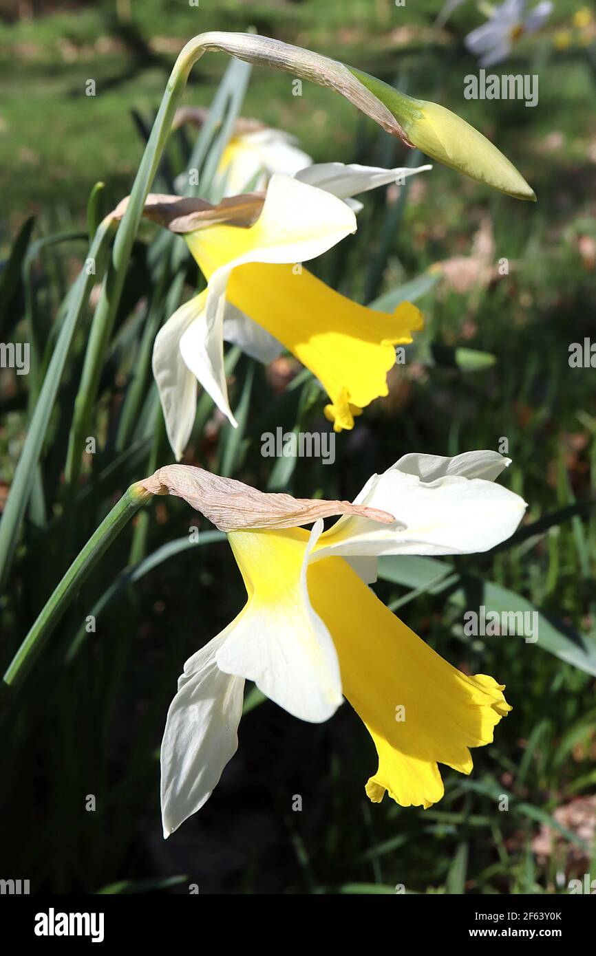 Narcissus ‘Topolino’ Division 1 jonquilles en trompette Topolino jonquille - pétales blancs avec grande coupe à volants jaune doré, mars, Angleterre, Royaume-Uni Banque D'Images